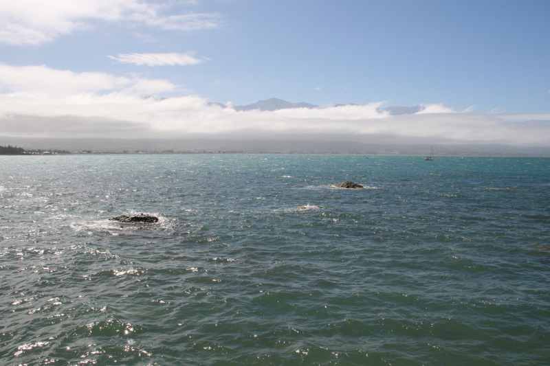 Nieuw-Zeeland 2011 - 1093